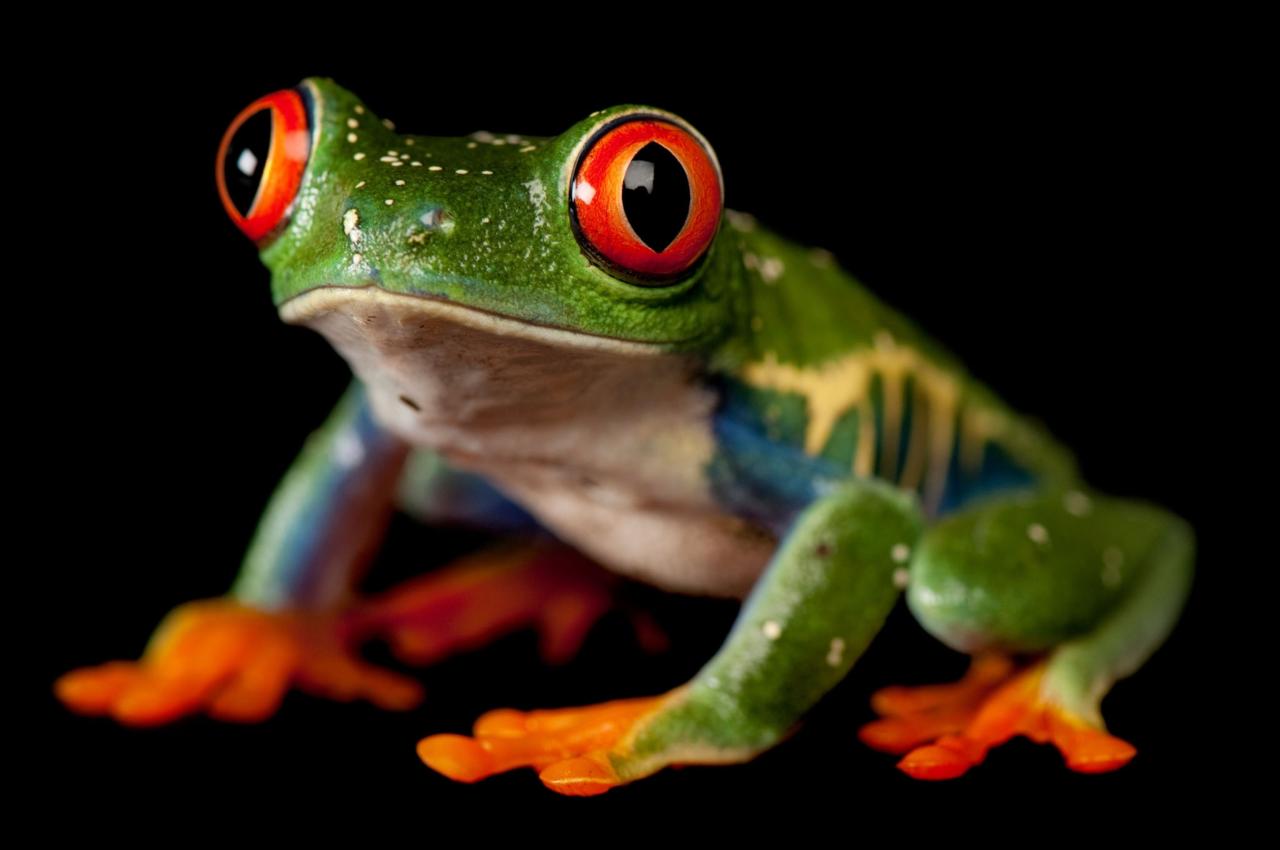 The Amphibious Enigma: Exploring the Frog's Deep Roots in French Culture and Language
